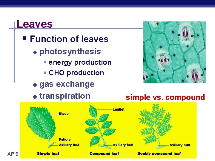 Leaves § Function of leaves u photosynthesis § energy production § CHO production gas
