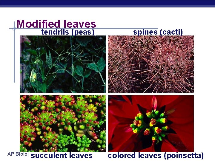 Modified leaves tendrils (peas) succulent leaves AP Biology spines (cacti) colored leaves (poinsetta) 