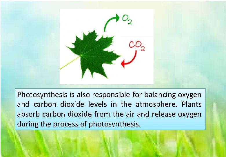 Photosynthesis is also responsible for balancing oxygen and carbon dioxide levels in the atmosphere.