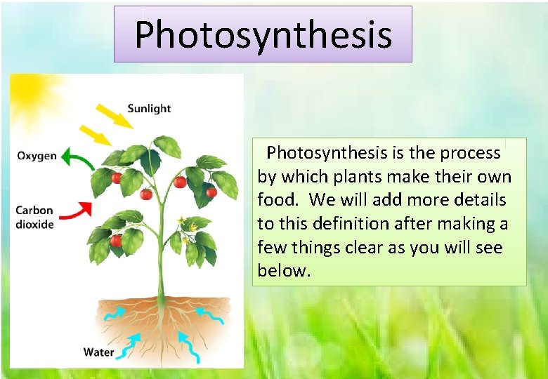 Photosynthesis is the process by which plants make their own food. We will add