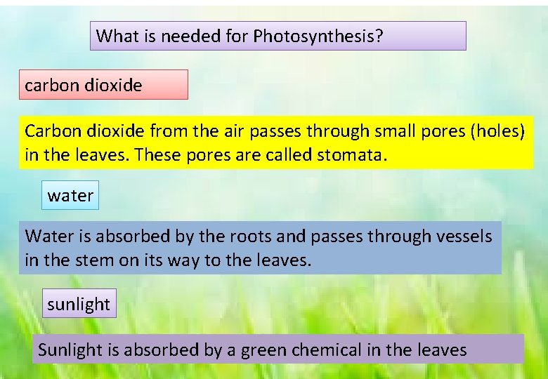 What is needed for Photosynthesis? carbon dioxide Carbon dioxide from the air passes through