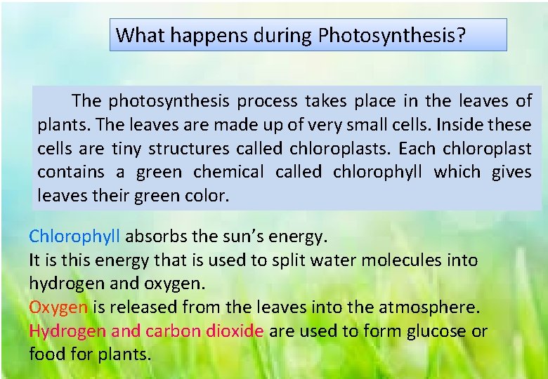 What happens during Photosynthesis? The photosynthesis process takes place in the leaves of plants.