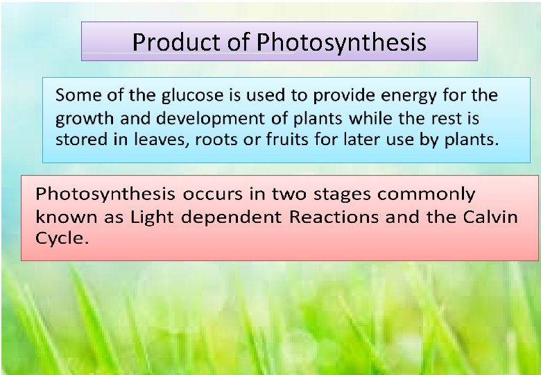 Product of Photosynthesis 