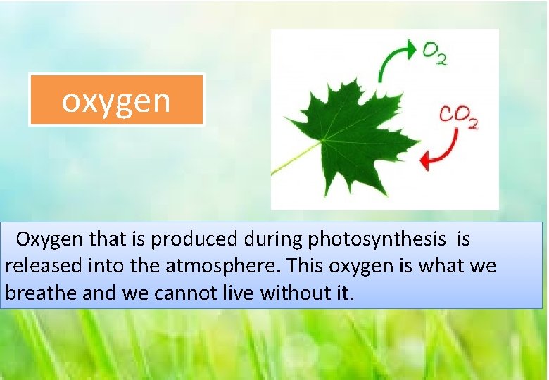 oxygen Oxygen that is produced during photosynthesis is released into the atmosphere. This oxygen