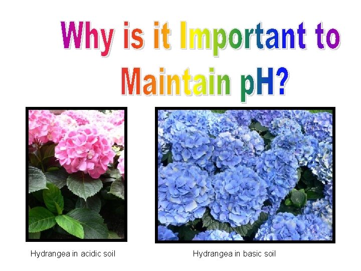 Hydrangea in acidic soil Hydrangea in basic soil 