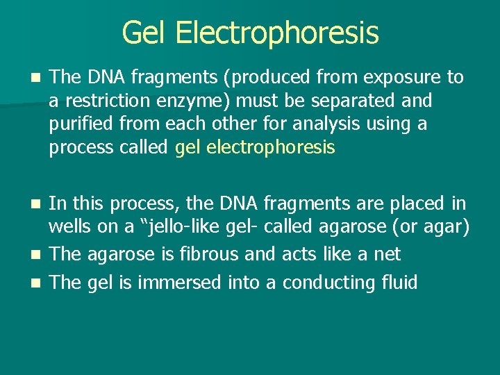 Gel Electrophoresis n The DNA fragments (produced from exposure to a restriction enzyme) must