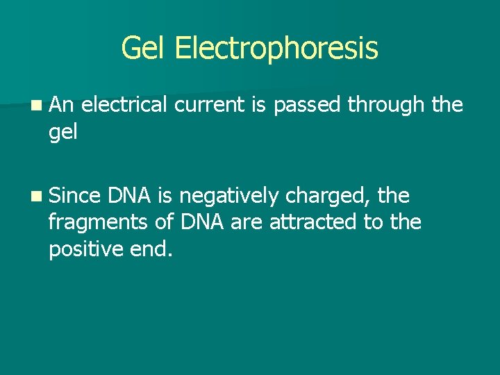 Gel Electrophoresis n An gel electrical current is passed through the n Since DNA