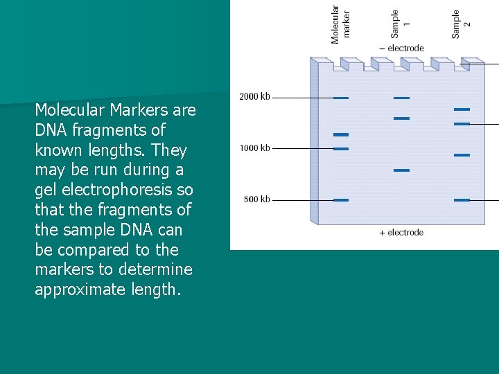 Molecular Markers are DNA fragments of known lengths. They may be run during a