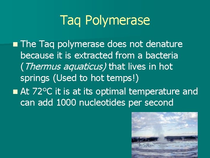 Taq Polymerase n The Taq polymerase does not denature because it is extracted from