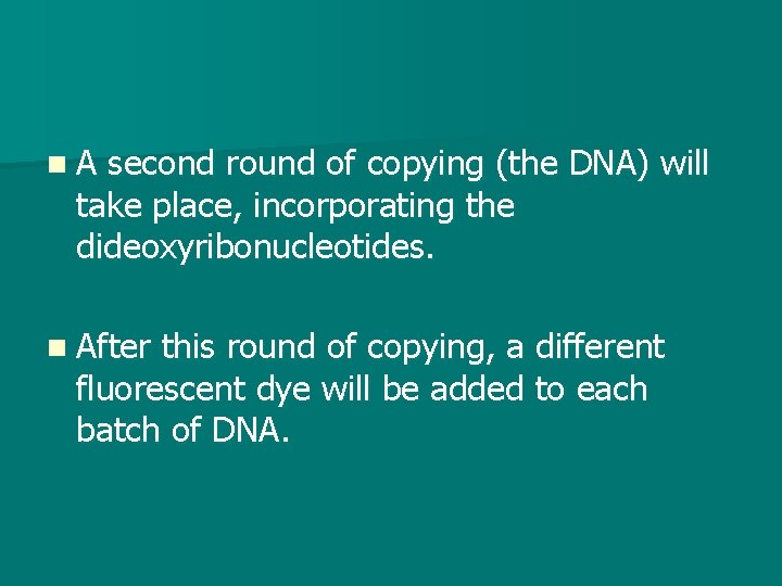 n. A second round of copying (the DNA) will take place, incorporating the dideoxyribonucleotides.