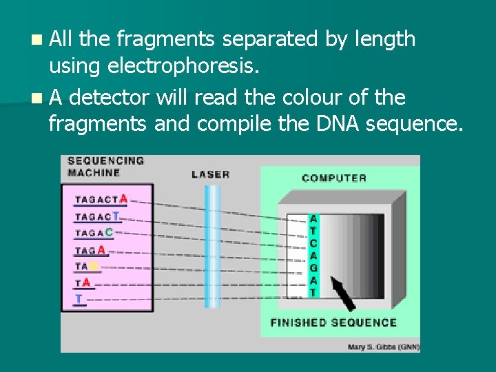 n All the fragments separated by length using electrophoresis. n A detector will read