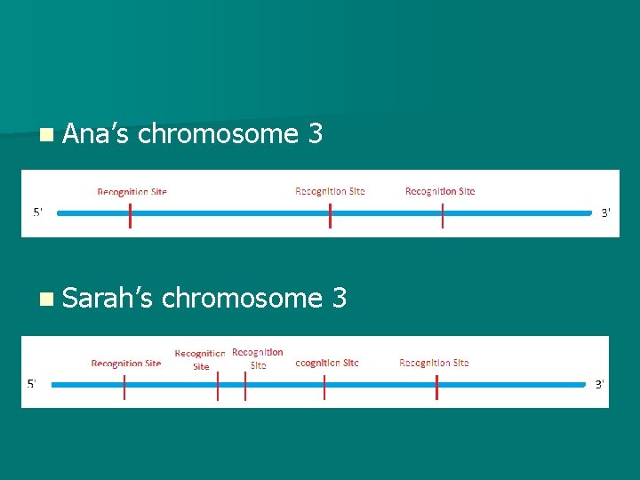 n Ana’s chromosome 3 n Sarah’s chromosome 3 
