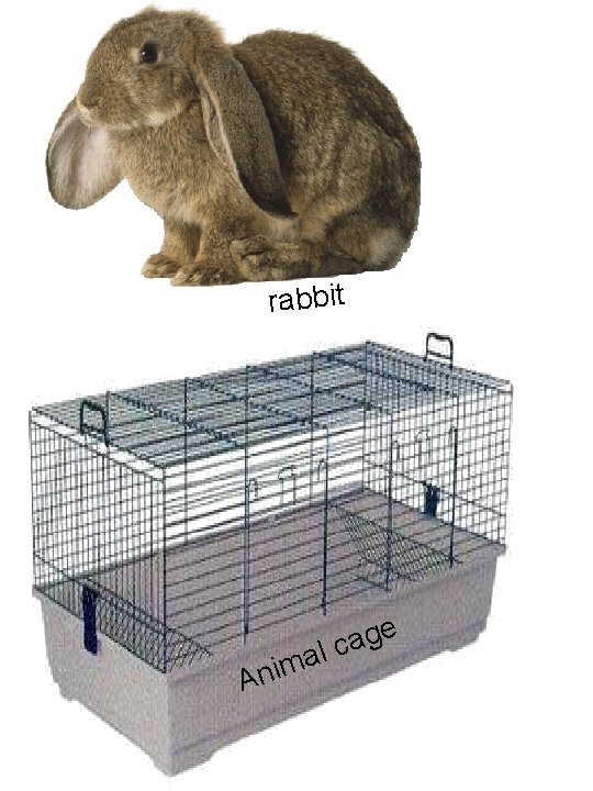 rabbit Anim a e g a lc 