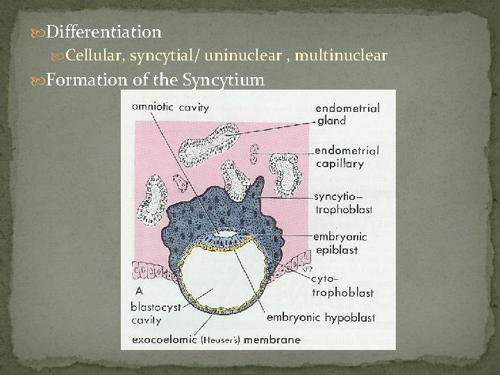  Differentiation Cellular, syncytial/ uninuclear , multinuclear Formation of the Syncytium 