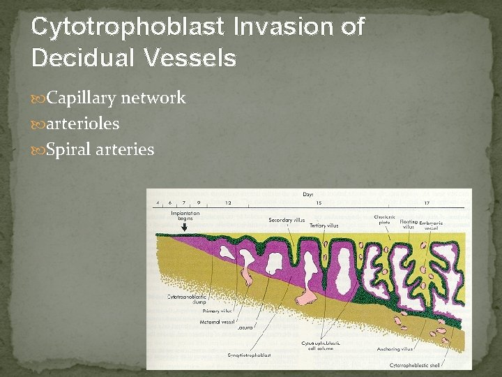 Cytotrophoblast Invasion of Decidual Vessels Capillary network arterioles Spiral arteries 