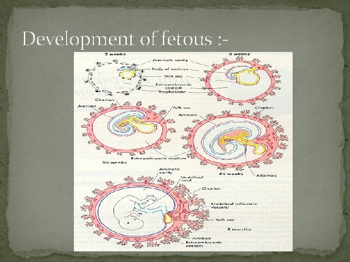 Development of fetous : - 