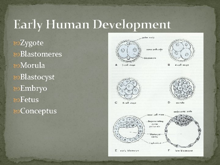 Early Human Development Zygote Blastomeres Morula Blastocyst Embryo Fetus Conceptus 