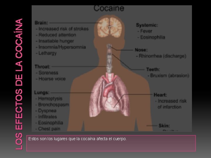 LOS EFECTOS DE LA COCAÍNA Estos son los lugares que la cocaína afecta el