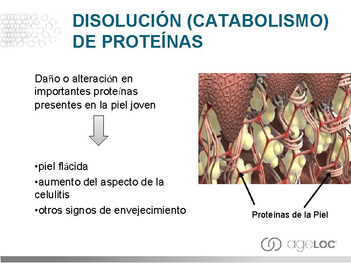 DISOLUCIÓN (CATABOLISMO) DE PROTEÍNAS Daño o alteración en importantes proteínas presentes en la piel