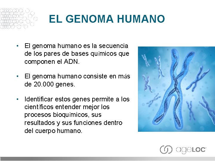 EL GENOMA HUMANO • El genoma humano es la secuencia de los pares de