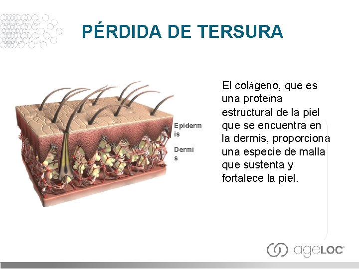 PÉRDIDA DE TERSURA Epiderm is Dermi s El colágeno, que es una proteína estructural