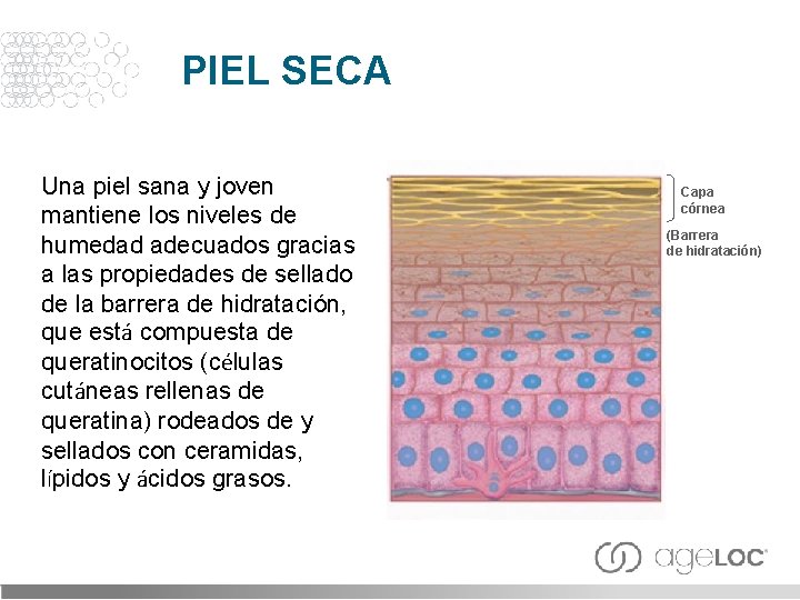 PIEL SECA Una piel sana y joven mantiene los niveles de humedad adecuados gracias