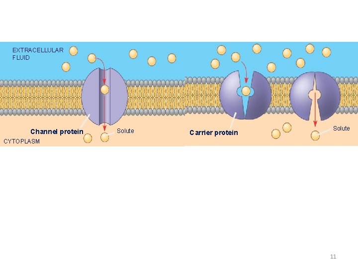EXTRACELLULAR FLUID Channel protein Solute Carrier protein Solute CYTOPLASM 11 