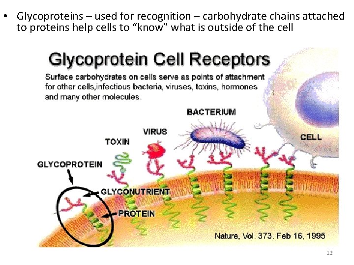  • Glycoproteins – used for recognition – carbohydrate chains attached to proteins help