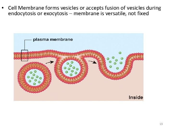  • Cell Membrane forms vesicles or accepts fusion of vesicles during endocytosis or