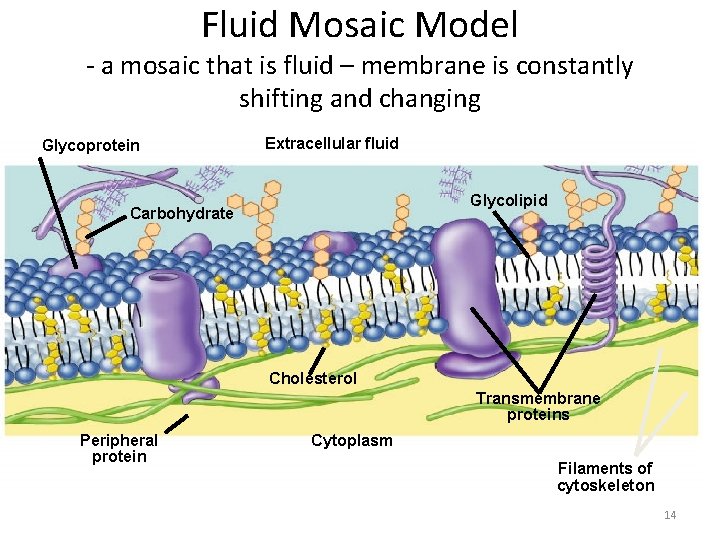 Fluid Mosaic Model - a mosaic that is fluid – membrane is constantly shifting