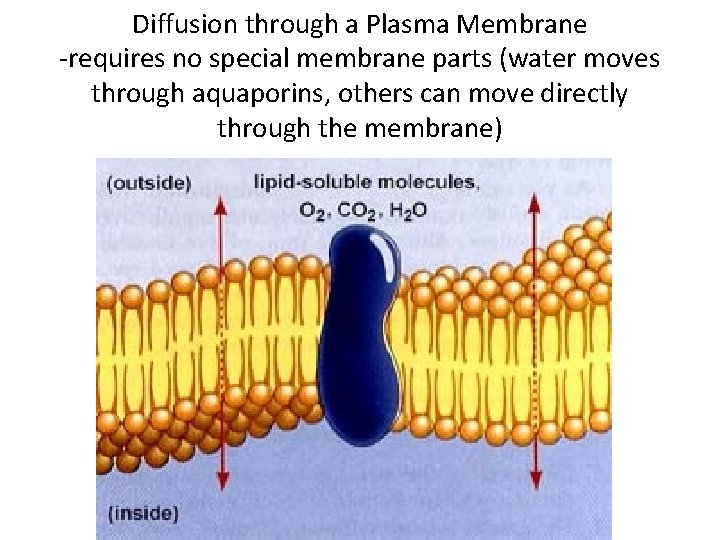 Diffusion through a Plasma Membrane -requires no special membrane parts (water moves through aquaporins,
