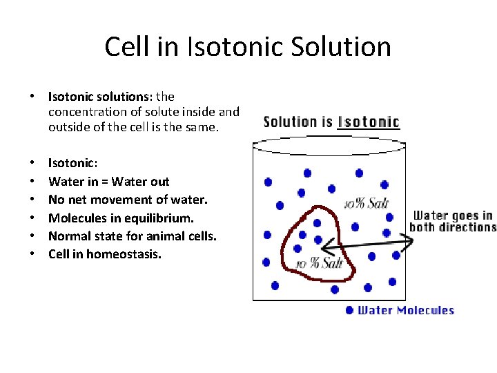 Cell in Isotonic Solution • Isotonic solutions: the concentration of solute inside and outside