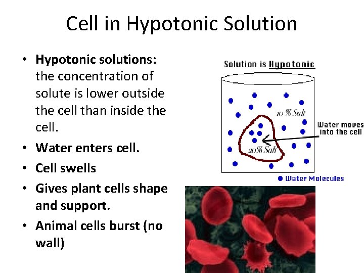Cell in Hypotonic Solution • Hypotonic solutions: the concentration of solute is lower outside