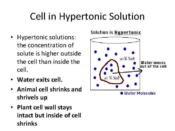Cell in Hypertonic Solution • Hypertonic solutions: the concentration of solute is higher outside
