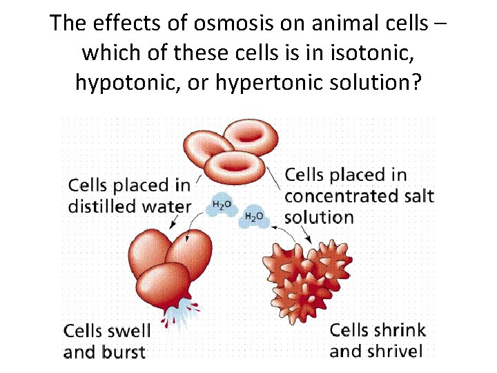 The effects of osmosis on animal cells – which of these cells is in
