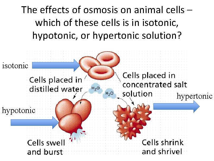 The effects of osmosis on animal cells – which of these cells is in