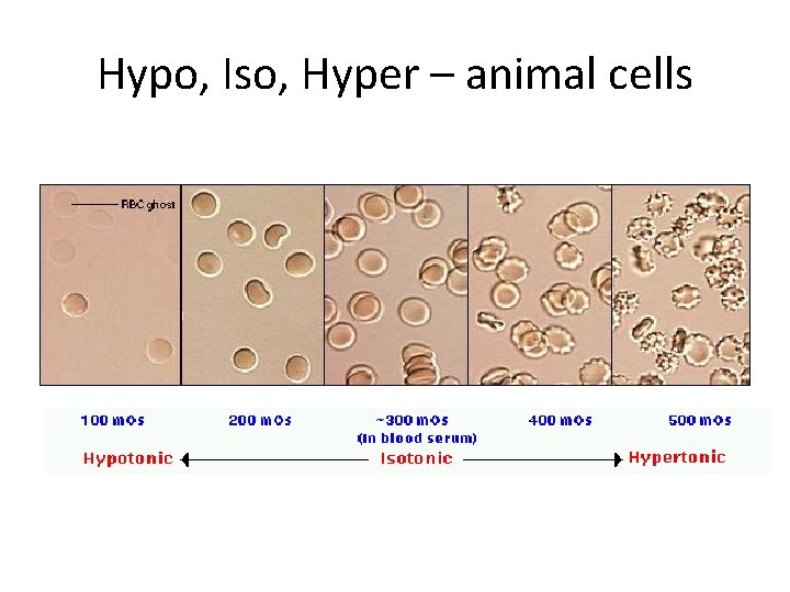 Hypo, Iso, Hyper – animal cells 