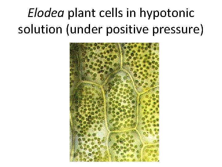 Elodea plant cells in hypotonic solution (under positive pressure) 