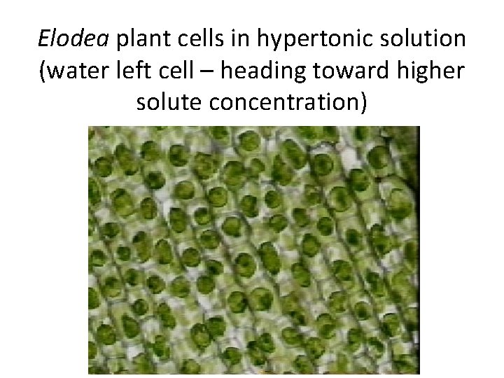 Elodea plant cells in hypertonic solution (water left cell – heading toward higher solute