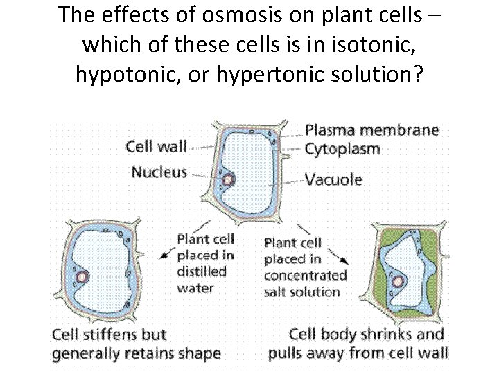 The effects of osmosis on plant cells – which of these cells is in