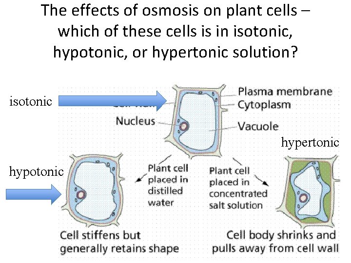 The effects of osmosis on plant cells – which of these cells is in