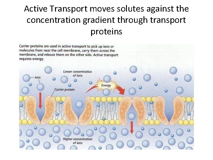 Active Transport moves solutes against the concentration gradient through transport proteins 