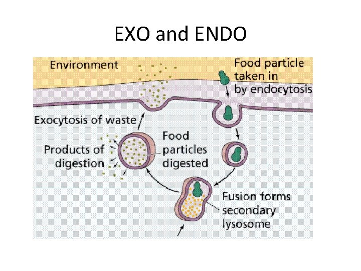 EXO and ENDO 