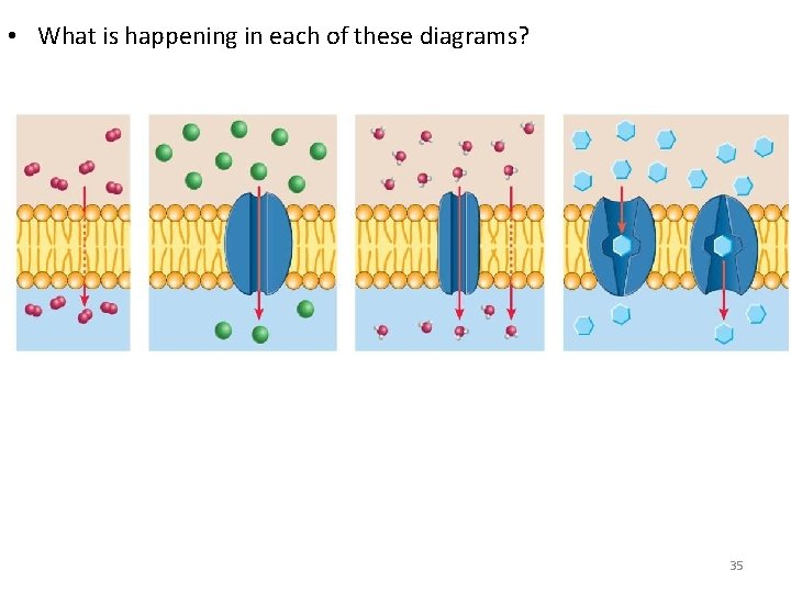  • What is happening in each of these diagrams? 35 