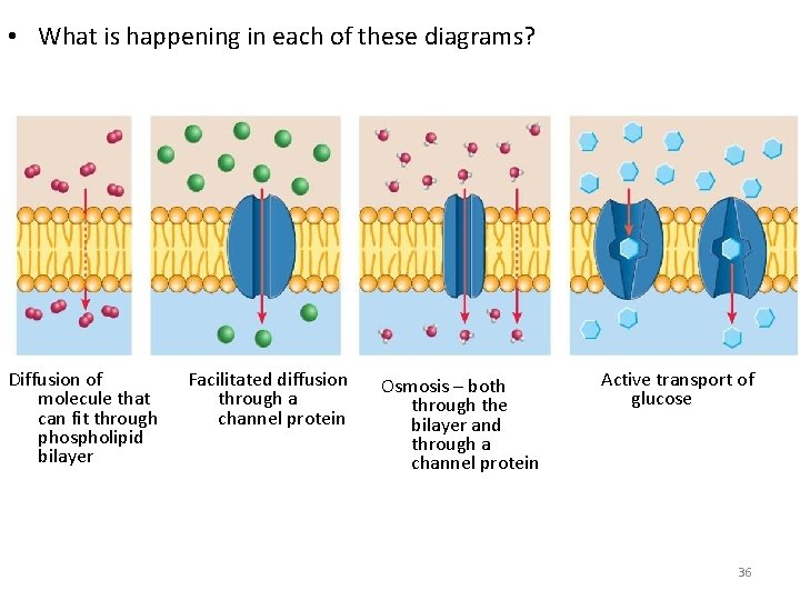  • What is happening in each of these diagrams? Diffusion of molecule that