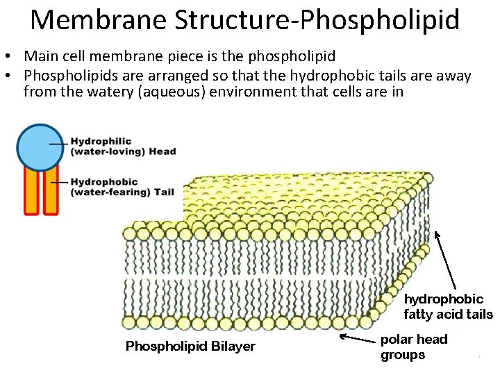 Membrane Structure-Phospholipid • Main cell membrane piece is the phospholipid • Phospholipids are arranged