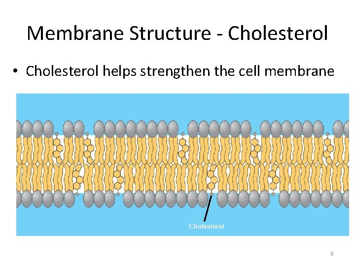 Membrane Structure - Cholesterol • Cholesterol helps strengthen the cell membrane Cholesterol 6 