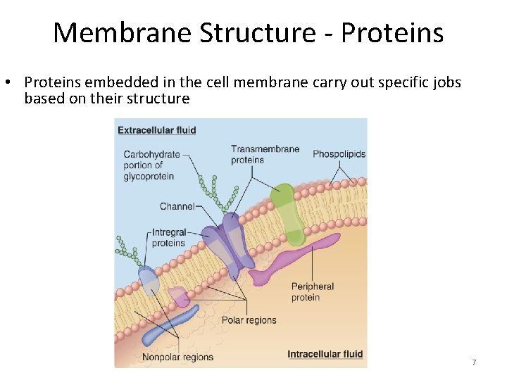 Membrane Structure - Proteins • Proteins embedded in the cell membrane carry out specific