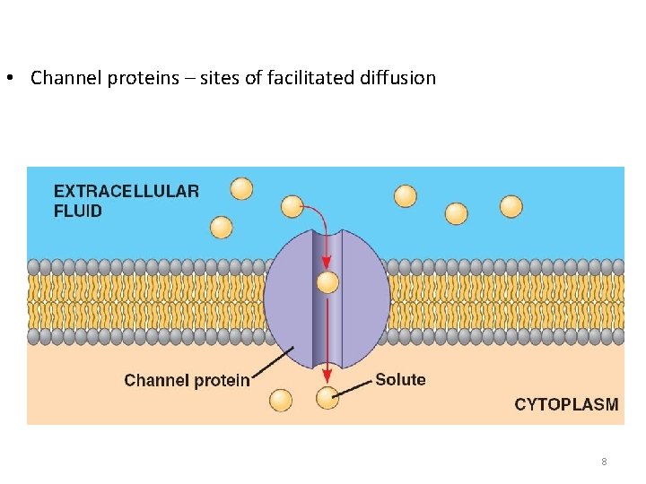  • Channel proteins – sites of facilitated diffusion 8 