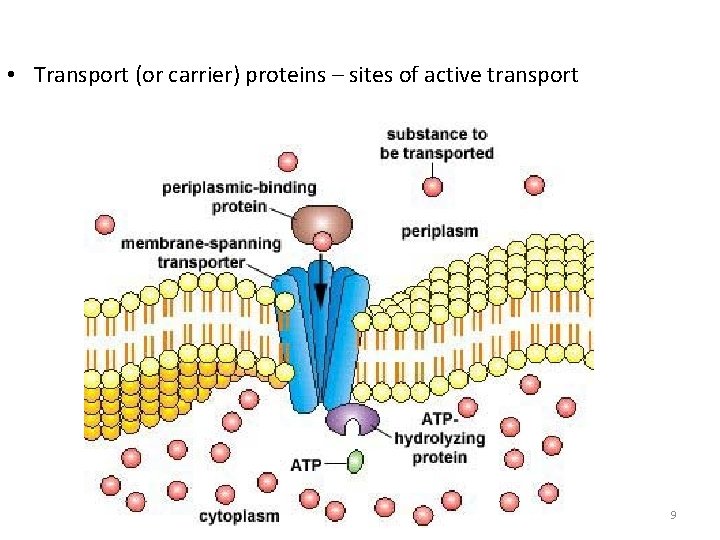  • Transport (or carrier) proteins – sites of active transport 9 
